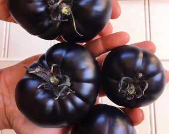 Black Beauty Tomato - Solanum lycopersicum - Rare Heirloom Vegetable