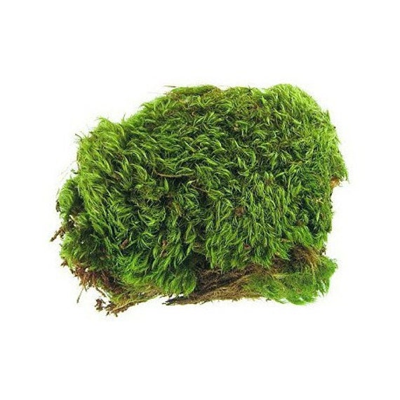 Dormant Frog/mood Moss - Naturalistic Decorative Moss for Terrarium -  Natural Moss for Toads, Salamanders, Garter or Green Snakes