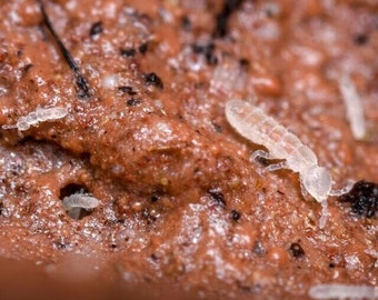 Calcium Bearing Springtail Clay - Dried Botanicals - Reptile Tank Decor- Calcium Clay Powder- Vivarium Decor- Animal Feeding Clay