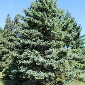 The common name for this is Picea glauca (White Spruce Tree). Other Common names for this Christmas Tree species are: White Spruce Tree: Canadian Spruce , Alberta Spruce. We only sell rare seeds of rare plants.