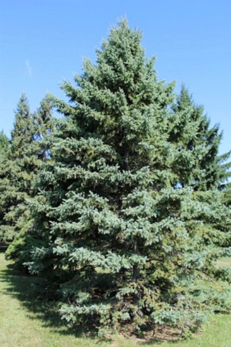 The common name for this is Picea glauca (White Spruce Tree). Other Common names for this Christmas Tree species are: White Spruce Tree: Canadian Spruce , Alberta Spruce. We only sell rare seeds of rare plants.