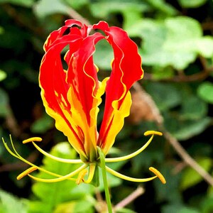 The common name for this is Gloriosa rothschildiana (Flame Lily).Other Common names for this Rare Succulent Species are: Flame Lily: Gloriosa Superba, Climbing Lily, Flame of the Woods. We only sell rare seeds of rare plants.