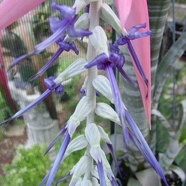 Brazillian Bromeliad - Billbergia brasiliensis - Rare Bromeliad Species