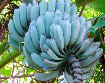 Blue Java Banana / Ice Cream Banana - Musa 'Blue Java'. - Rare Fruit Species