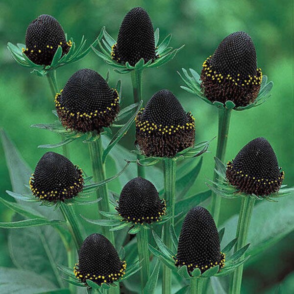 Green Wizard Western Coneflower - Rudbeckia occidentalis - Rare Plant Species