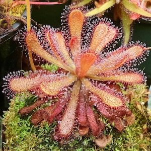 The common name for this is Drosera venusta (Elegant Sundew). Other Common names for this Rare Carnivorous Species are: Elegant Sundew: Drosera capensis, Cape Sundew or Dewplant. We only sell rare seeds of rare plants.