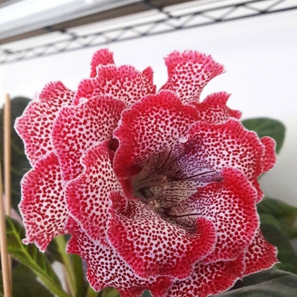 Florist's Gloxinia - Strawberry Punch - Sinningia Speciosa - Rare Plants Seeds - Brazilian Gloxinia, Pink-White,Fairy Gloxinia,Cape Primrose