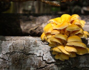 Golden Oyster Mushroom Growing Kit - Perfect Source of Food and Plants - Produce Oxygen for Healthy Plant Life and Ecosystems