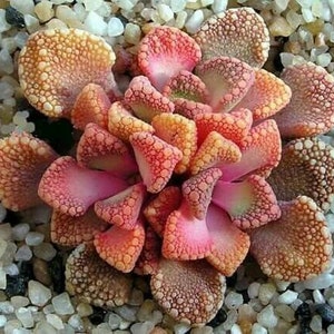 The common name for this is Titanopsis hugo-schlechteri (Jewel Plant).Other Common names for this Rare Succulent Species are: Jewel Plant: Fittonia Albivenis, Nerve Plant, Mosaic Plant. We only sell rare seeds of rare plants.