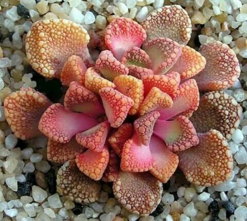 The common name for this is Titanopsis hugo-schlechteri (Jewel Plant).Other Common names for this Rare Succulent Species are: Jewel Plant: Fittonia Albivenis, Nerve Plant, Mosaic Plant. We only sell rare seeds of rare plants.