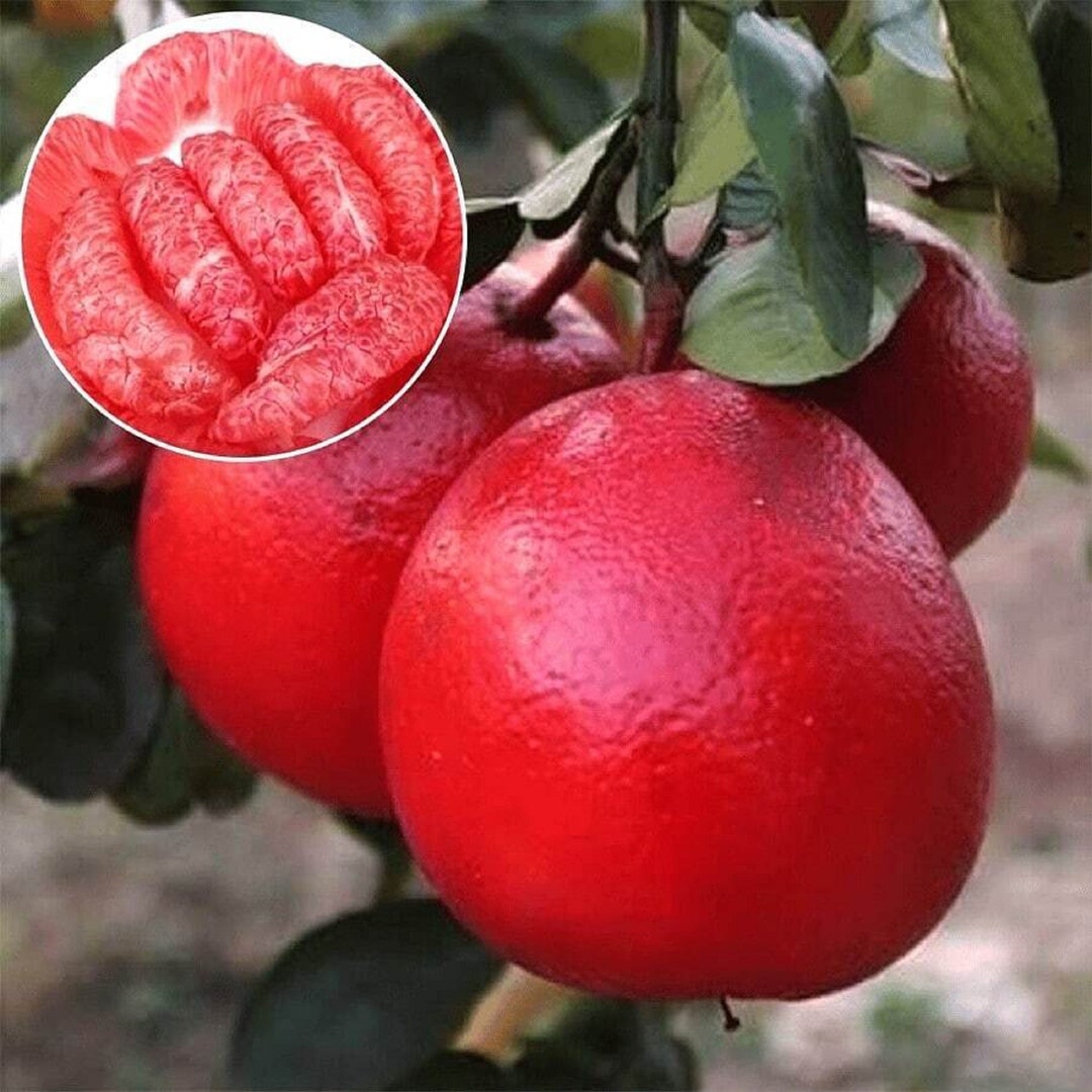 Pomelo rouge Agrumes Citrus paradisi. Graines de fruit Etsy France