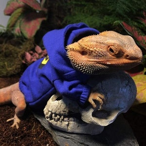 Hoodies with dragons on them new arrivals