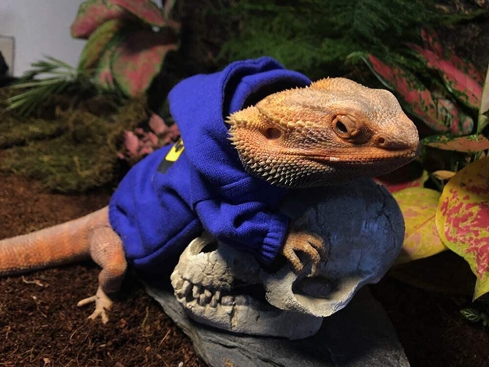 Bearded Dragon Hoodie Colored Hoodies for Small Pets - Etsy