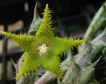 Dummer Star Flower - Orbea dummeri - Rare Cactus Species