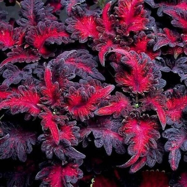 Black Dragon Coleus - Solenostemon scutellarioides 'Black Dragon' - Rare 'Plant' Seeds - Dragons Breath, Black-Pink, Dark Knight,Onyx Coleus