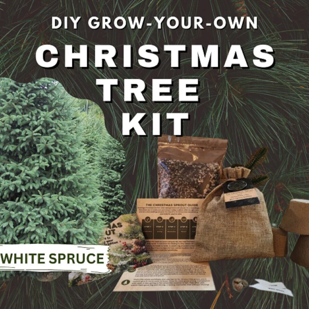 Mini Christmas Tree  Norfolk Island Pine - PlantingTree