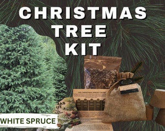 Christmas Tree DIY Grow Kit - Grow Your Own Festive Pine Fir Tree Indoors or Outdoors - White Spruce - Picea glauca