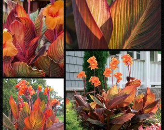 Orange Phasion Canna Lily - Canna x generalis 'Orange Phasion' - Rare Plants Seeds - African Arrowroot, Orange-Yellow, Queensland Arrowroot