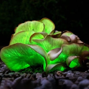 Ghost fungus -  France