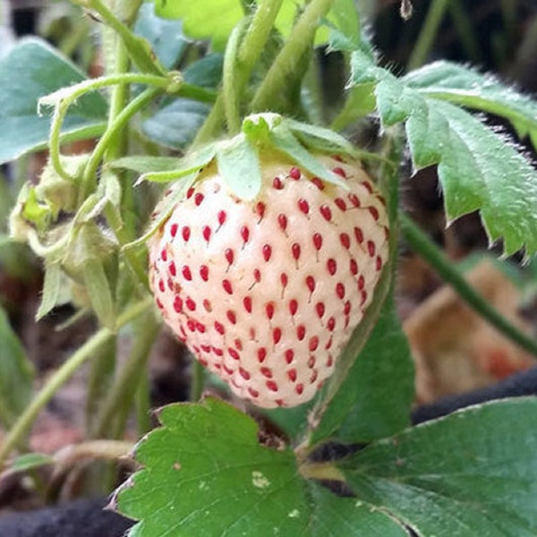 Pineberry - Fresa blanca - Fragaria vesca "Alma blanca" - Especie rara