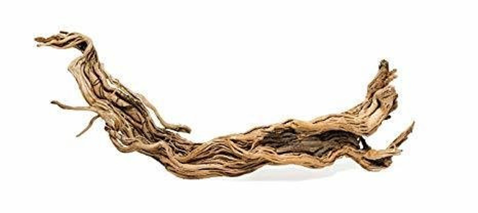 Dragon Root Etsy