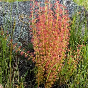 Leafy Sundew Drosera stolonifera Rare Carnivorous Species image 3