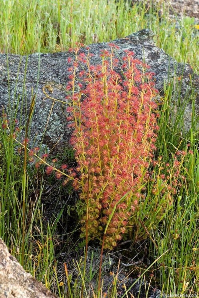 Leafy Sundew Drosera stolonifera Rare Carnivorous Species image 3