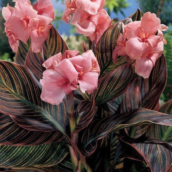 Pink Sunburst Canna Lily - Canna x generalis 'Pink Sunburst' - Especies de plantas raras
