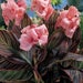 see more listings in the Rare Plants section