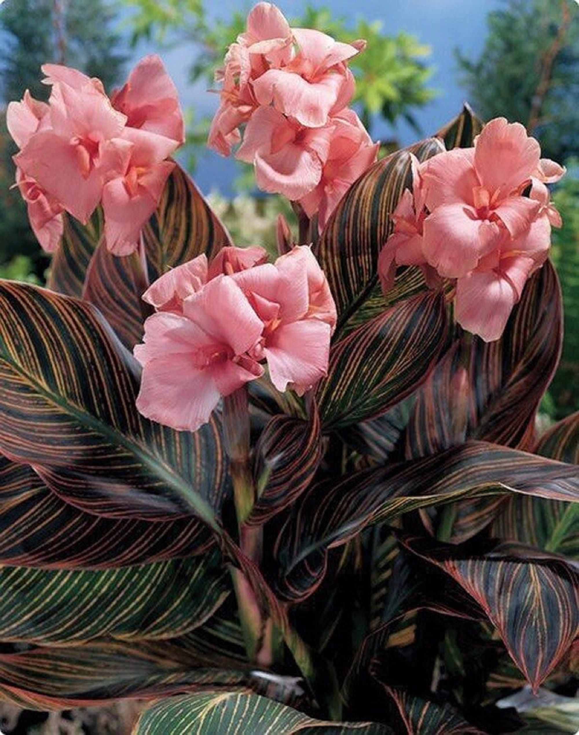 Canna lily for sale deals