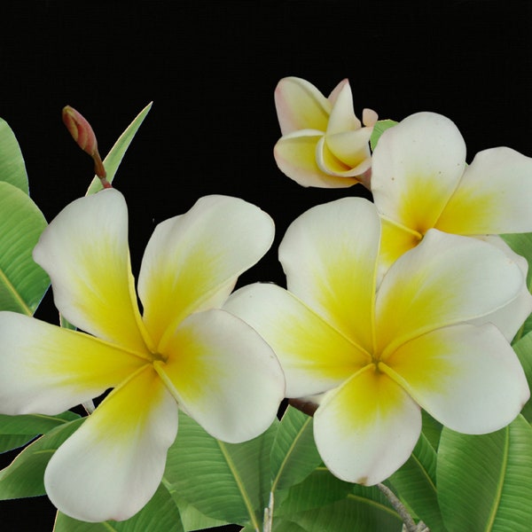 Lemon Whirl Plumeria / Nosegay Frangipani - Plumeria sp. - Rare Plant Species - Hawaiian Lei Flowers, White-Yellow, Pagoda Tree, Champa