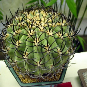 The common name for this is Eriosyce ceratistes (Black Spine Cactus).Other Common names for this  Rare Cactus Species are: Black Spine Cactus: Golden Ball Cactus, Notocactus scopa. We only sell rare seeds of rare plants.