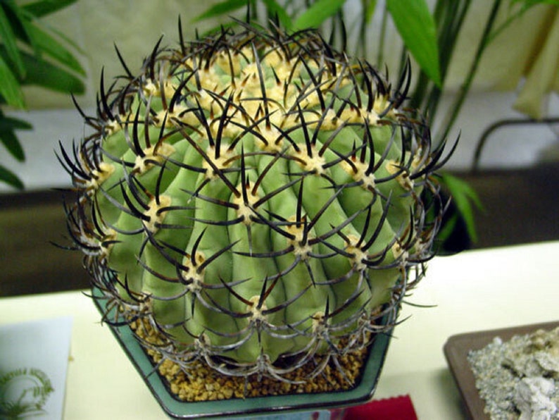 The common name for this is Eriosyce ceratistes (Black Spine Cactus).Other Common names for this  Rare Cactus Species are: Black Spine Cactus: Golden Ball Cactus, Notocactus scopa. We only sell rare seeds of rare plants.