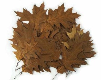 Northern Pin Oak Leaves - Quercus Ellipsoidalis - Reptile Hide - Vivarium Decor - Reptile Tank Decor - Fall Leaf Collection - Spring Gift