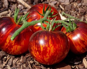 Queen of the Night Tomato - Solanum lycopersicum - Rare Heirloom Vegetable