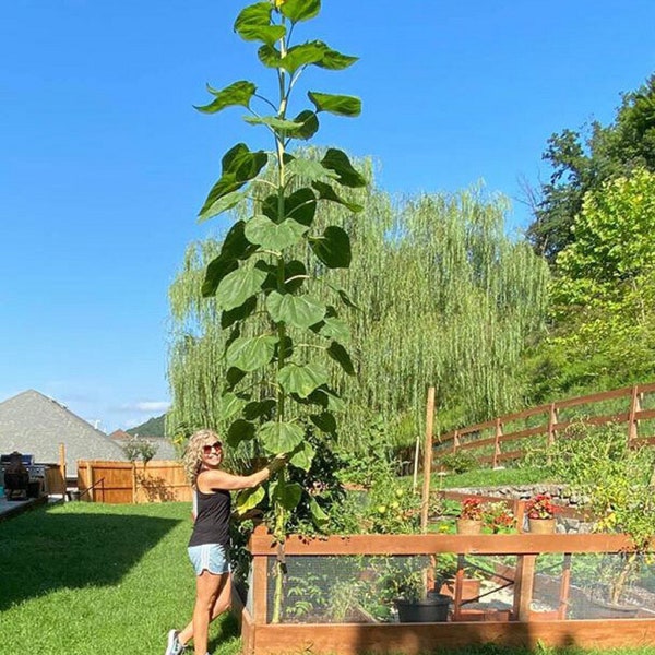 Russian Mammoth Sunflower - Helianthus sp - Rare 'Plant' Seeds - Giant sunflower, Green-Yellow, Tall sunflower, Russian Jumbo Sunflower