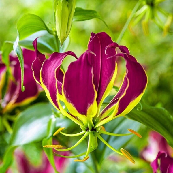 Purple Flame Lily - Gloriosa carsonii - Rare Plants Seeds - Climbing Lily, Yellow-Purple, Flame Lily, Glory Lily, Fire Lily, Superb Lily