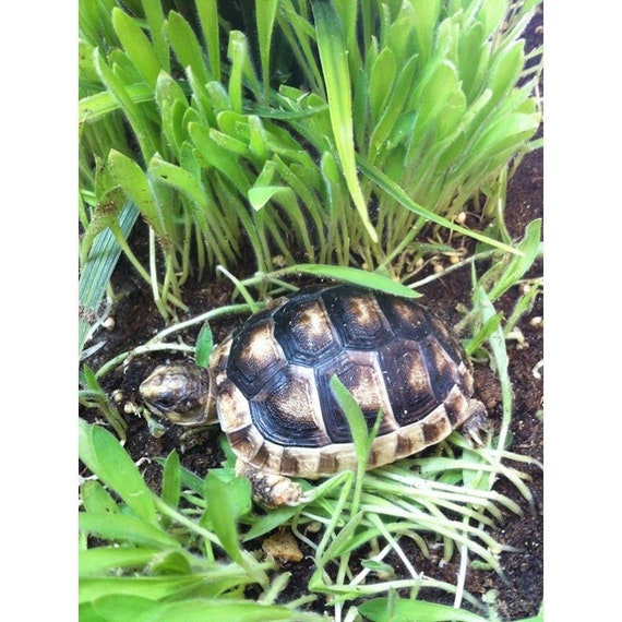 Terrarium Grass Natural Security for Smaller Animal Tropical