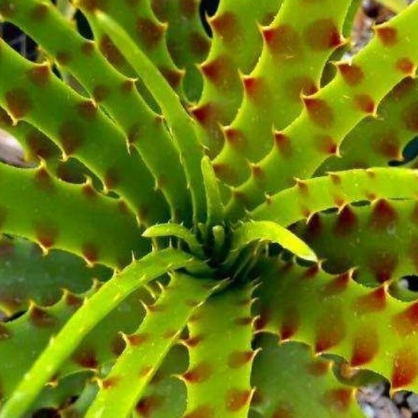 Blushing Bromeliad - Hechtia sphaeroblasta - Rare Bromeliad Species