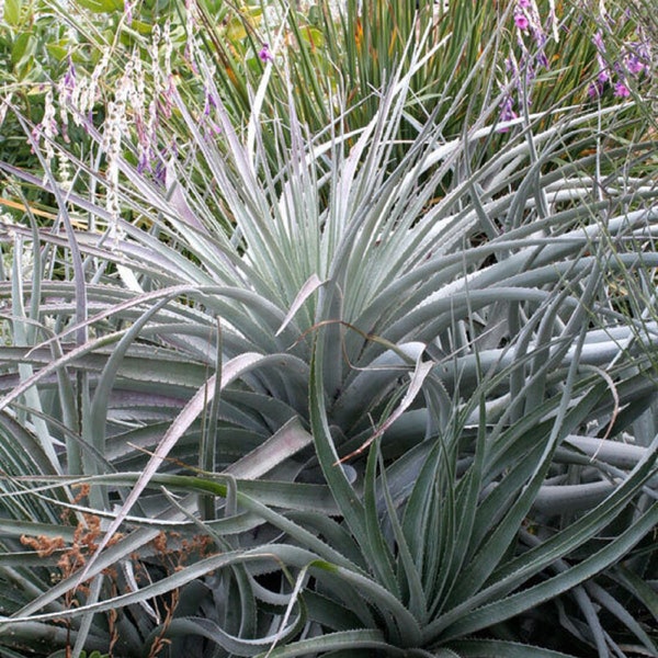 Coastal Purple Bromeliad - Puya venusta - Rare Bromeliad Species