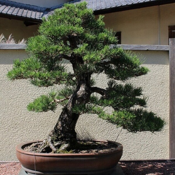 Black Pine Bonsai Tree - Pinus thunbergii - Rare 'Bonsai Tree' Seeds - Japanese Black Pine, Brown-Green, Pinaceae, Dragon Pine Bonsai
