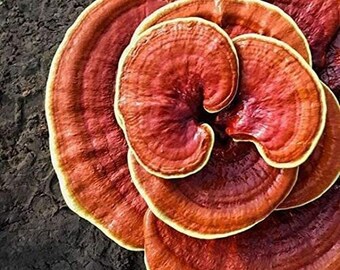 Red Reishi Mushroom Growing Kit - Perfect Source of Food and Plants - Produce the Needed Oxygen for Healthy Plant Life and Ecosystem