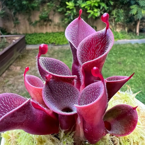 Plante de pichet de marais ensoleillé - Heliamphora pulchella - graines « carnivores » rares - plante de pichet jaune, plante de pichet de trompette, Sarracenia flava