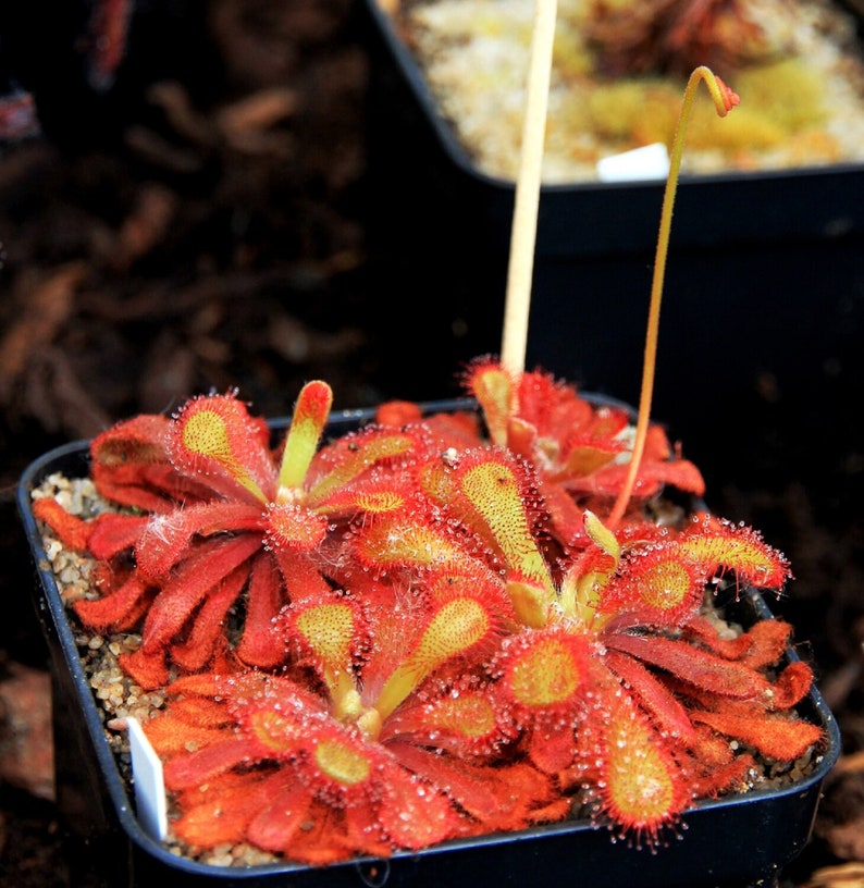 Elegant Sundew Drosera venusta Rare Carnivorous Species image 2