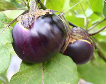 Obsidian Eggplant (Nagaoka Kinchaku) - Solanum melongena - Rare Heirloom Vegetable