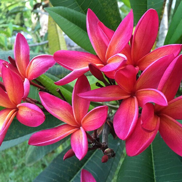 Ruby Plumeria / Nosegay Frangipani - Plumeria rubra - Rare Plant Species