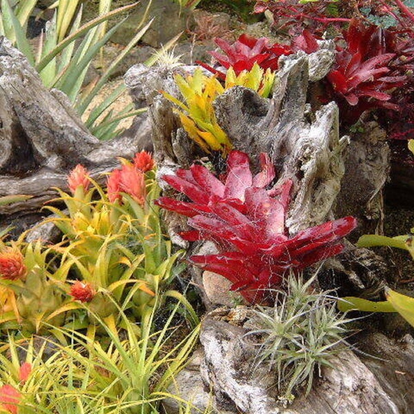 Dwarf Bromeliad Mix - Hechtia dyckia deuterocohnia ssp. Mix - Rare Bromeliad Seeds - Air Plant Mix, Red-Yellow, Miniature Bromeliad Mix