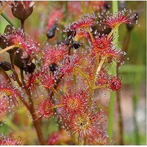 Leafy Sundew Drosera stolonifera Rare Carnivorous Species image 2