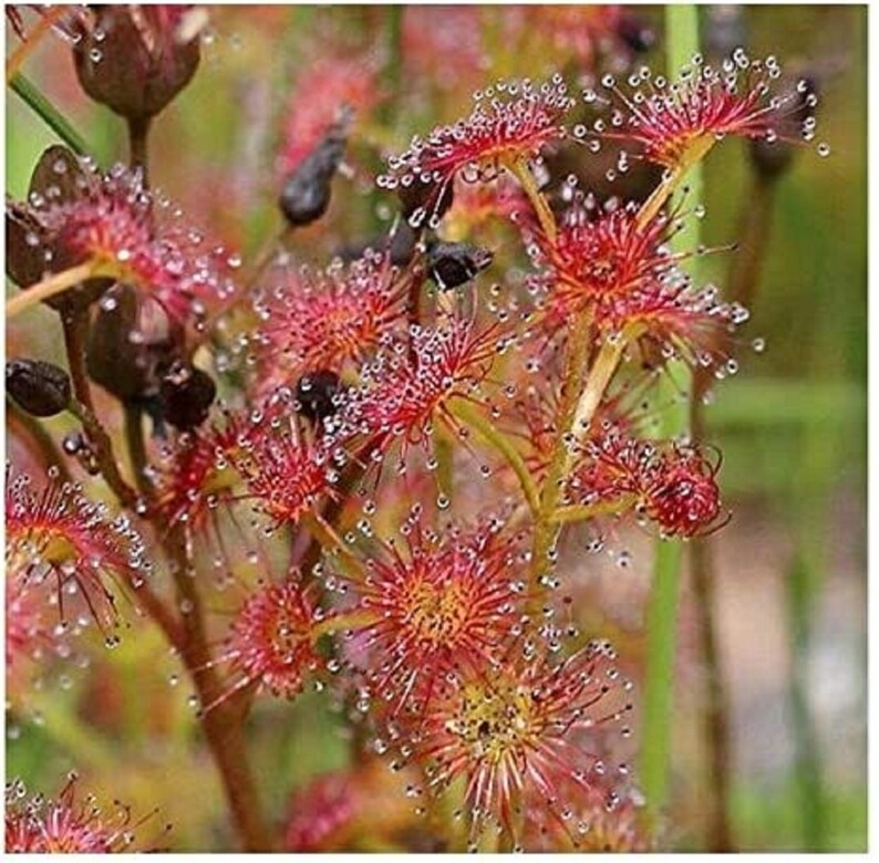 Leafy Sundew Drosera stolonifera Rare Carnivorous Species image 2