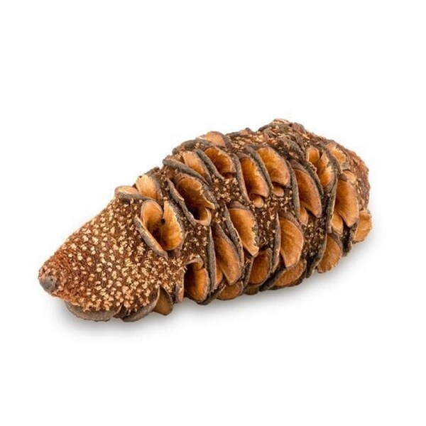 Banksia Cone Pod - Dried Botanicals - Fish Tank Pod - African Tank Decor - Vivarium Tank Decor - Terrarium Decor - Reptile Habitat